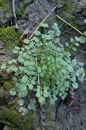 Cardamine hirsuta \ Vielst�ngeliges Schaumkraut, Behaartes Schaumkraut / Hairy Bitter-Cress, D Mannheim 1.11.2022
