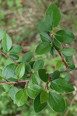 Cotoneaster horizontalis \ Korallenstrauch, F�chermispel / Wall Cotoneaster, D Sandhausen 14.5.2023