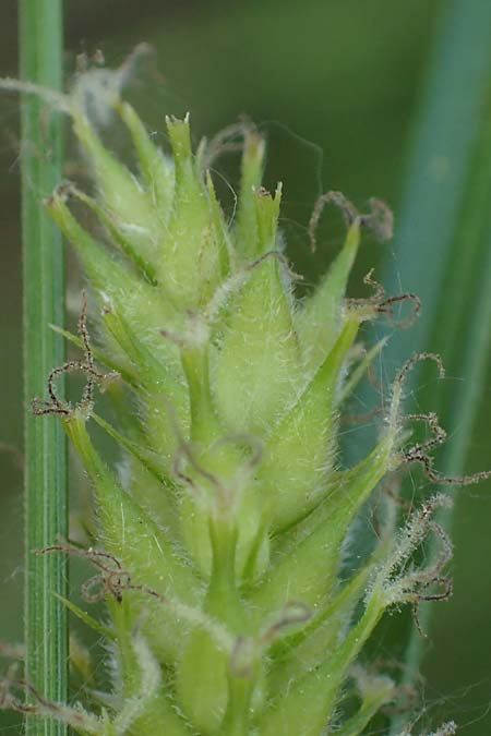 Carex hirta \ Behaarte Segge / Hairy Sedge, D M&ouml;rfelden 30.5.2023