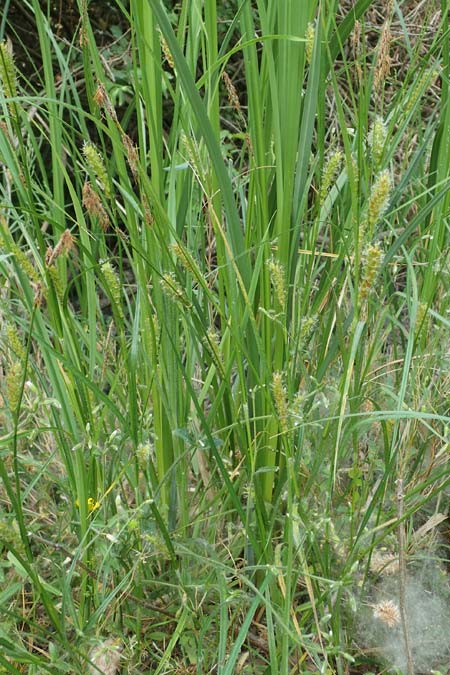 Carex hirta \ Behaarte Segge / Hairy Sedge, D M&ouml;rfelden 30.5.2023
