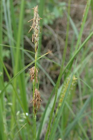 Carex hirta \ Behaarte Segge / Hairy Sedge, D M&ouml;rfelden 30.5.2023