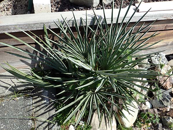 Chamaerops humilis subsp. cerifera \ Zwerg-Palme / Dwarf Fan Palm, D  2.6.2023
