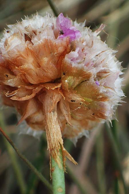 Armeria maritima subsp. hornburgensis \ Hornburger Grasnelke / Hornburg Thrift, D Sachsen-Anhalt, Hornburg 17.6.2023