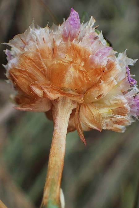 Armeria maritima subsp. hornburgensis \ Hornburger Grasnelke / Hornburg Thrift, D Sachsen-Anhalt, Hornburg 17.6.2023