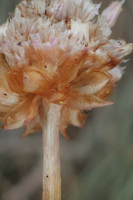 Armeria maritima subsp. hornburgensis \ Hornburger Grasnelke / Hornburg Thrift, D Sachsen-Anhalt, Hornburg 17.6.2023