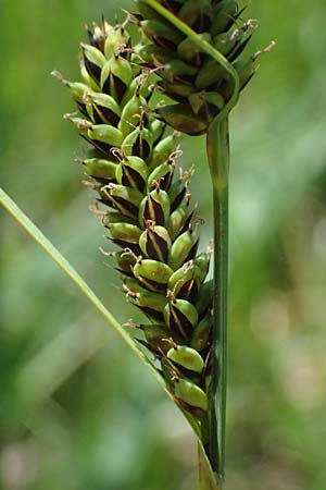 Carex hartmaniorum \ Hartmans Segge / Hartman's , D Pfalz, Speyer 9.5.2024