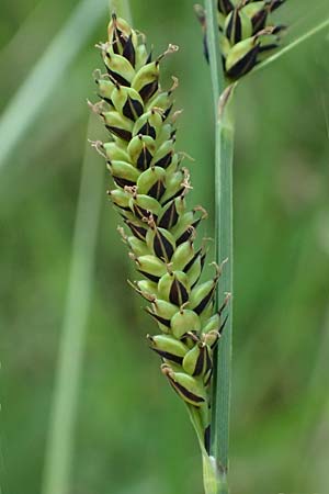 Carex hartmaniorum \ Hartmans Segge / Hartman's , D Pfalz, Speyer 9.5.2024