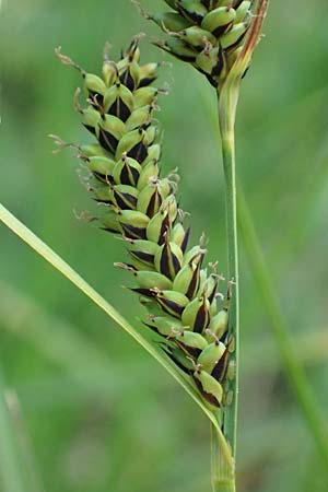 Carex hartmaniorum \ Hartmans Segge / Hartman's , D Pfalz, Speyer 9.5.2024