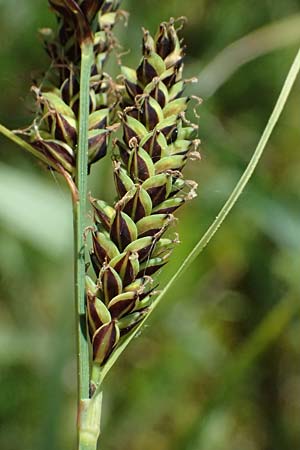 Carex hartmaniorum \ Hartmans Segge / Hartman's , D Pfalz, Speyer 9.5.2024