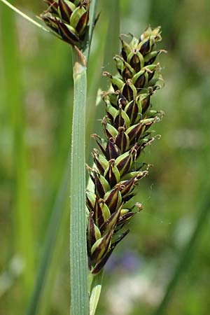 Carex hartmaniorum \ Hartmans Segge / Hartman's , D Pfalz, Speyer 9.5.2024