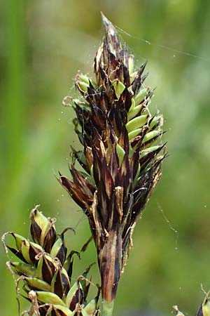 Carex hartmaniorum \ Hartmans Segge / Hartman's , D Pfalz, Speyer 9.5.2024