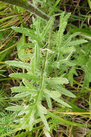 Cirsium tuberosum \ Knollige Kratzdistel, Knollen-Kratzdistel / Tuberous Thistle, D Oppenheim 9.6.2015