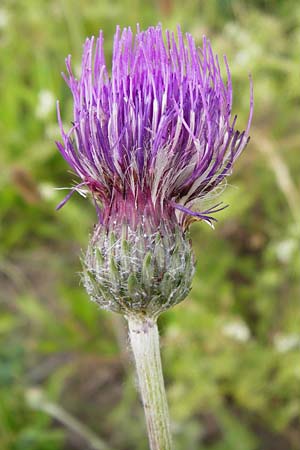 Cirsium tuberosum \ Knollige Kratzdistel, Knollen-Kratzdistel / Tuberous Thistle, D Oppenheim 9.6.2015