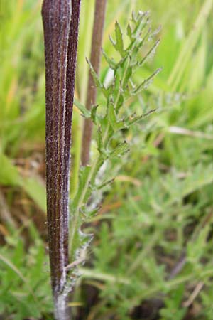 Cirsium tuberosum \ Knollige Kratzdistel, Knollen-Kratzdistel / Tuberous Thistle, D Oppenheim 9.6.2015
