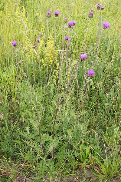 Cirsium tuberosum \ Knollige Kratzdistel, Knollen-Kratzdistel / Tuberous Thistle, D Oppenheim 9.6.2015