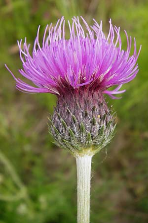 Cirsium tuberosum \ Knollige Kratzdistel, Knollen-Kratzdistel / Tuberous Thistle, D Oppenheim 9.6.2015