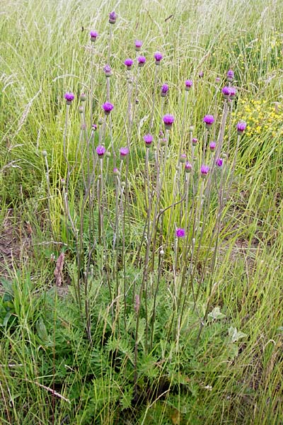 Cirsium tuberosum \ Knollige Kratzdistel, Knollen-Kratzdistel / Tuberous Thistle, D Oppenheim 9.6.2015