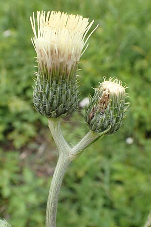 Cirsium tuberosum \ Knollige Kratzdistel, Knollen-Kratzdistel / Tuberous Thistle, D Grettstadt 18.7.2015