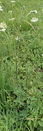 Cirsium tuberosum \ Knollige Kratzdistel, Knollen-Kratzdistel / Tuberous Thistle, D Grettstadt 18.7.2015