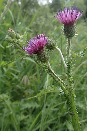 Carduus acanthoides \ Weg-Distel / Welted Thistle, D Kleinwallstadt am Main 25.6.2016