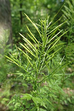 Cardamine impatiens \ Spring-Schaumkraut / Narrow-Leaved Bitter-Cress, D Mannheim 18.5.2018