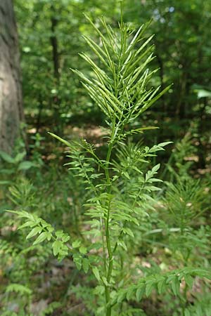 Cardamine impatiens \ Spring-Schaumkraut / Narrow-Leaved Bitter-Cress, D Mannheim 18.5.2018