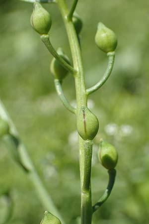 Calepina irregularis \ Wendich, Kalepine / White Ball-Mustard, D Mannheim 30.4.2019
