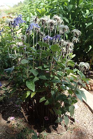 Clematis integrifolia \ Ganzbl�ttrige Waldrebe / Southern Clematis, D Botan. Gar. Krefeld 13.6.2019