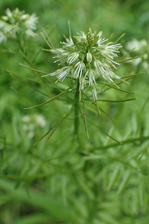 Cardamine impatiens \ Spring-Schaumkraut / Narrow-Leaved Bitter-Cress, D Mannheim 27.5.2021