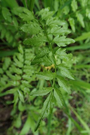 Cardamine impatiens \ Spring-Schaumkraut / Narrow-Leaved Bitter-Cress, D Mannheim 27.5.2021