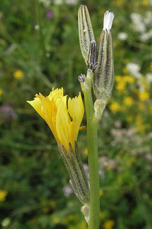 Chondrilla juncea \ Binsen-Knorpellattich, Gro�er Knorpellattich / Rush Skeletonweed, D Hemsbach 12.7.2007
