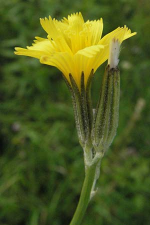 Chondrilla juncea \ Binsen-Knorpellattich, Gro�er Knorpellattich / Rush Skeletonweed, D Hemsbach 12.7.2007