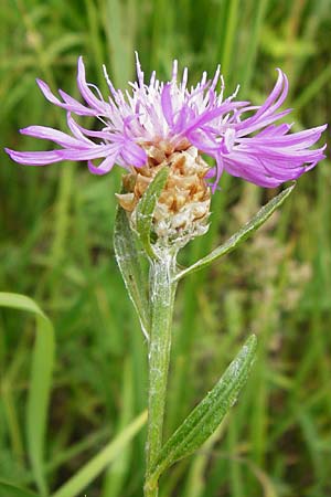 Centaurea pannonica \ �stliche Schmalbl�ttrige Flockenblume / Eastern Narrow-Leaved Brown Knapweed, D Grettstadt 18.7.2015