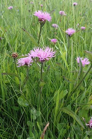 Centaurea jacea \ Wiesen-Flockenblume / Brown Knapweed, D Rechtenbach 20.6.2016