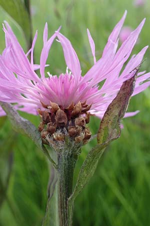 Centaurea jacea \ Wiesen-Flockenblume / Brown Knapweed, D Rechtenbach 20.6.2016