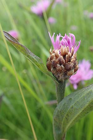 Centaurea jacea \ Wiesen-Flockenblume / Brown Knapweed, D Rechtenbach 20.6.2016