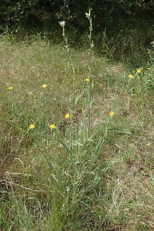 Chondrilla juncea \ Binsen-Knorpellattich, Gro�er Knorpellattich / Rush Skeletonweed, D Ingelheim 11.7.2017