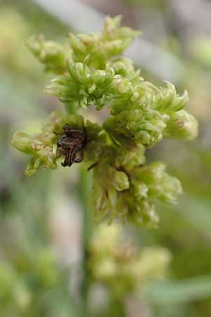 Chondrilla juncea \ Binsen-Knorpellattich, Gro�er Knorpellattich / Rush Skeletonweed, D Mannheim 11.10.2019