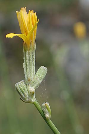 Chondrilla juncea \ Binsen-Knorpellattich, Gro�er Knorpellattich / Rush Skeletonweed, D Hemsbach 14.7.2022