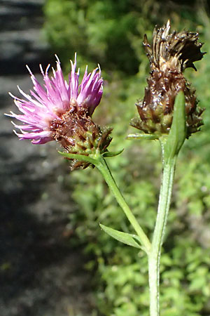 Centaurea jacea \ Wiesen-Flockenblume / Brown Knapweed, D Warstein 2.8.2023