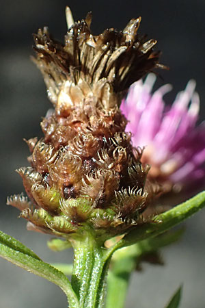 Centaurea jacea \ Wiesen-Flockenblume / Brown Knapweed, D Warstein 2.8.2023