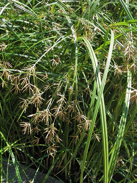 Cyperus longus \ Lang�stiges Zypergras / Common Galingale, D Botan. Gar.  Universit.  Mainz 4.8.2007