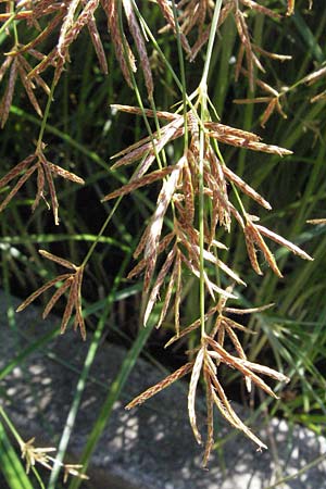 Cyperus longus \ Lang�stiges Zypergras / Common Galingale, D Botan. Gar.  Universit.  Mainz 4.8.2007