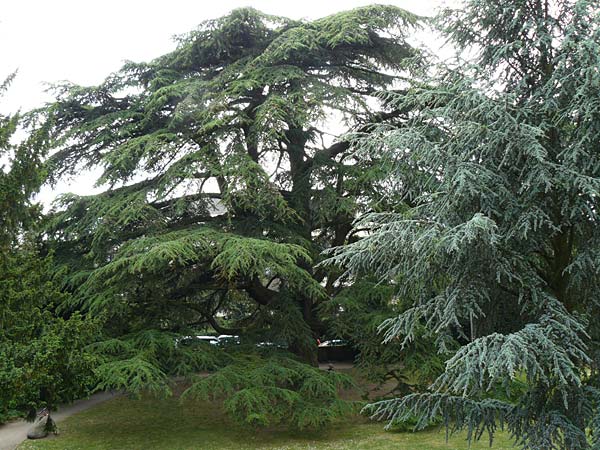 Cedrus libani \ Libanon-Zeder / Cedar of Lebanon, D Weinheim an der Bergstra&szlig;e 23.5.2015