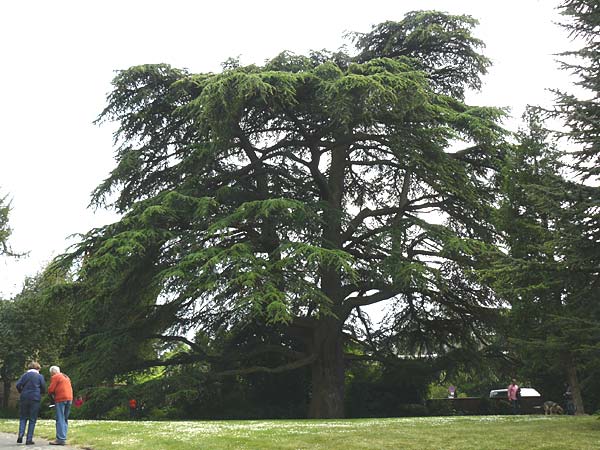 Cedrus libani \ Libanon-Zeder / Cedar of Lebanon, D Weinheim an der Bergstra&szlig;e 23.5.2015