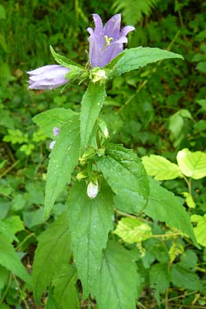 Campanula latifolia \ Breitbl�ttrige Glockenblume / Giant Bellflower, D Beuron 11.7.2015