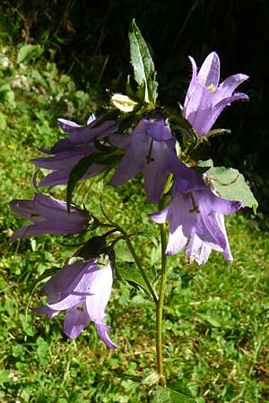 Campanula latifolia \ Breitbl�ttrige Glockenblume / Giant Bellflower, D Beuron 11.7.2015