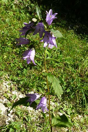 Campanula latifolia \ Breitbl�ttrige Glockenblume / Giant Bellflower, D Beuron 11.7.2015