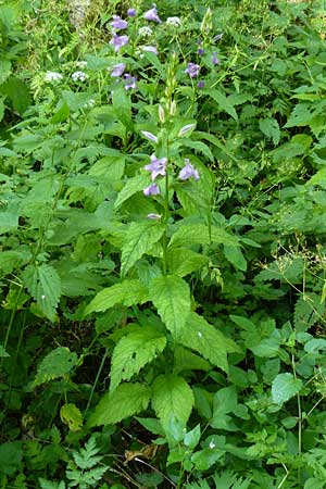 Campanula latifolia \ Breitbl�ttrige Glockenblume / Giant Bellflower, D Beuron 11.7.2015