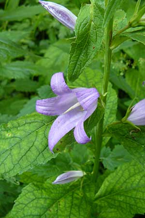 Campanula latifolia \ Breitbl�ttrige Glockenblume / Giant Bellflower, D Beuron 11.7.2015